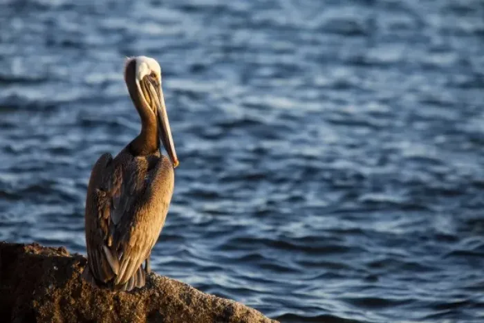 Framed Print : Brown pelican on rock in Puerto Escondido near Loreto Mexico Framed Print : Brown pelican on rock in Puerto Escondido near Loreto Mexico