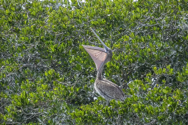 Brown Pelican on rookery, New Smyrna Beach, Florida, USA