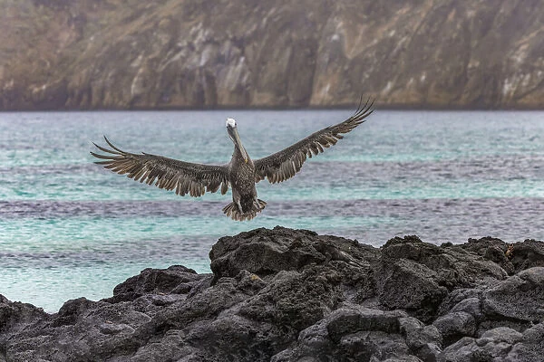Brown pelican, San Cristobal Island, Galapagos Islands, Ecuador