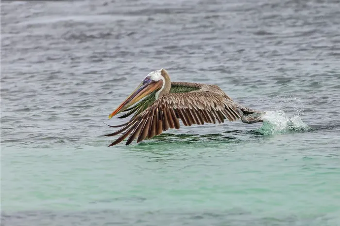 Framed Print : Brown pelican taking off from water, San Cristobal Island, Galapagos Islands, Ecuador Framed Print : Brown pelican taking off from water, San Cristobal Island, Galapagos Islands, Ecuador