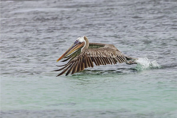 Brown pelican taking off from water, San Cristobal Island, Galapagos Islands, Ecuador