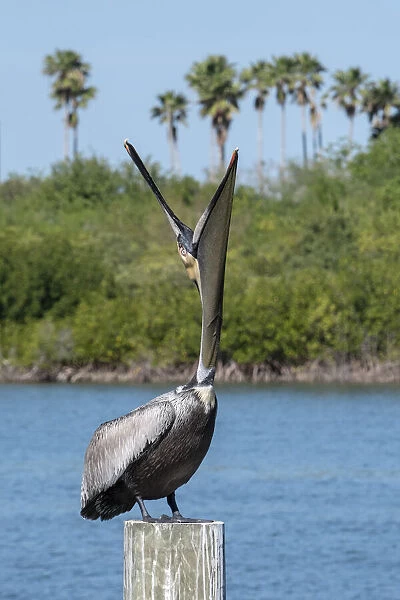 Brown Pelican yawning, Florida