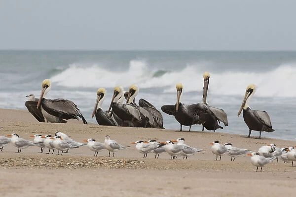 Brown Pelicans and Elegant Terns on the beach