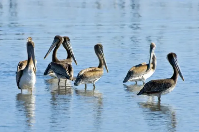 Framed Print : Brown pelicans, Pelecanus occidentalis, Moss Landing, Monterey Bay, California