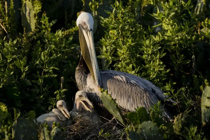 Framed Print : Brown Pelicans (Pelecanus occidentalis) nesting