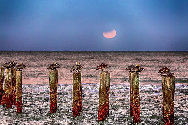 Brown pelicans rest on pilings off a Naples Beach during an eclipse of the moon