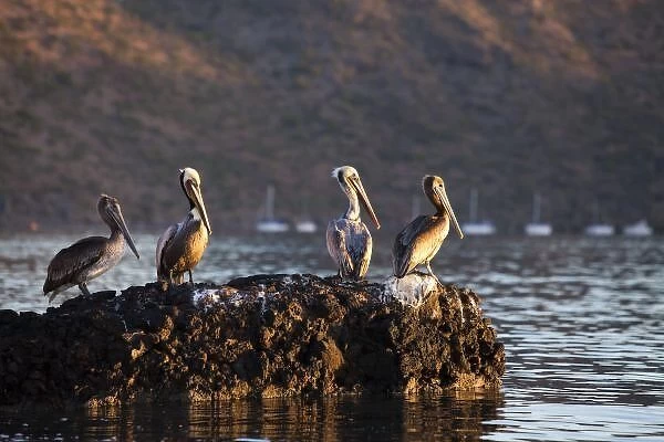 Brown pelicans on rock in Puerto Escondido near Loreto Mexico