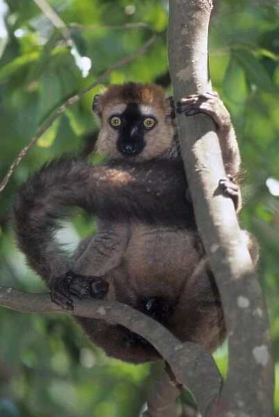 Brown Red-fronted Lemur, (Eulemur fulvus rufus), male in Dry Forest, SW Madagascar