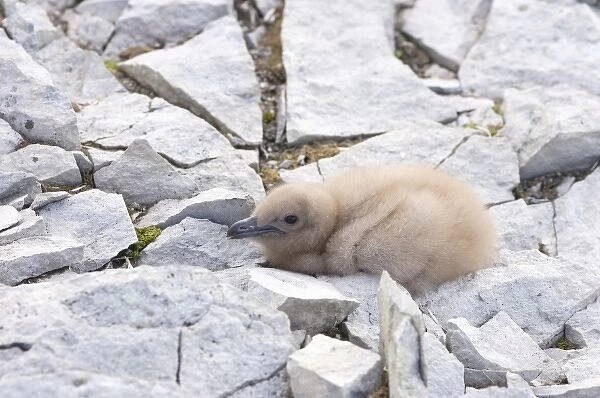 brown skua, Catharacta Antarctica, or Antarctic skua, chick, western Antarctic Peninsula
