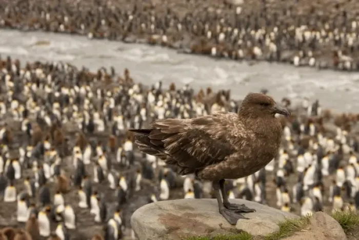 Framed Print : Brown Skua, Catharacta antarctica, watching King Penguin colony, Falkland Islands Framed Print : Brown Skua, Catharacta antarctica, watching King Penguin colony, Falkland Islands