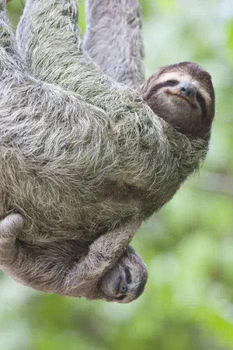 Framed Print : A Brown-throated Sloth (Bradypus variegatus) and her baby - Corcovado National Park Framed Print : A Brown-throated Sloth (Bradypus variegatus) and her baby - Corcovado National Park