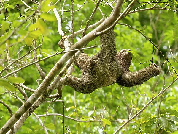 Brown-throated sloth, Costa Rica, Central America
