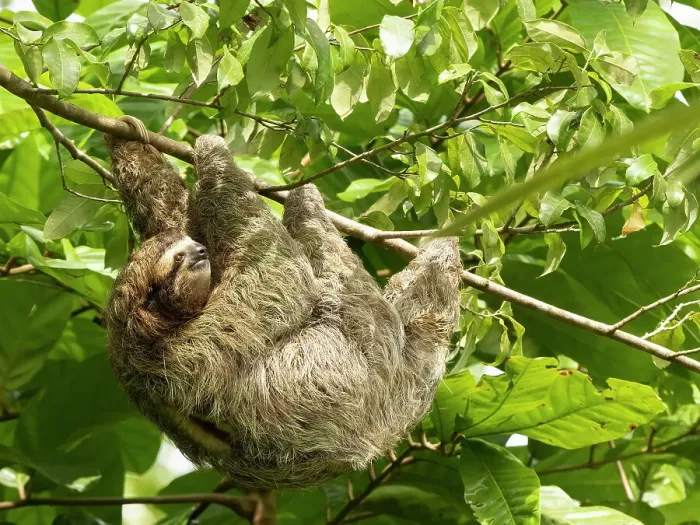 Framed Print : Brown-throated sloth, Costa Rica, Central America
