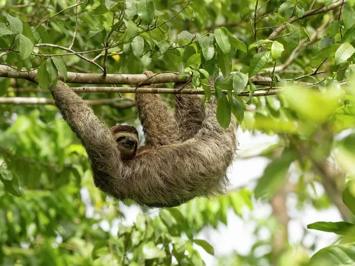 Framed Print : Brown-throated sloth, Costa Rica, Central America Framed Print : Brown-throated sloth, Costa Rica, Central America