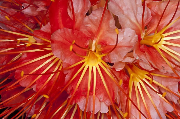 Brownea Flower (Brownea macrophylla), Yasuni National Park, Amazon Rainforest, ECUADOR