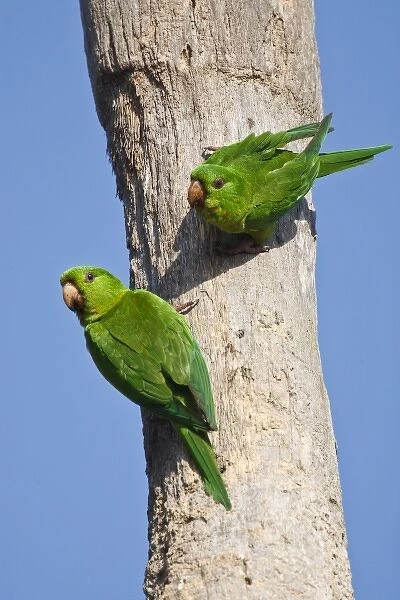 Brownsville, Cameron Co. Texas, USA, Green Parakeet (Aratinga holochlora) pair locatingl