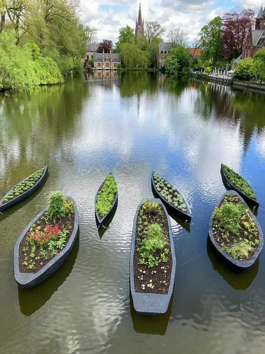 Framed Print : Bruges, Belgium. Canoes being used as planters on a canal in Bruges Framed Print : Bruges, Belgium. Canoes being used as planters on a canal in Bruges