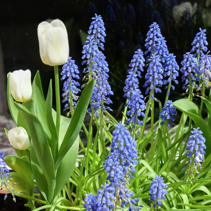 Framed Print : Bruges, Belgium. Spring flowers