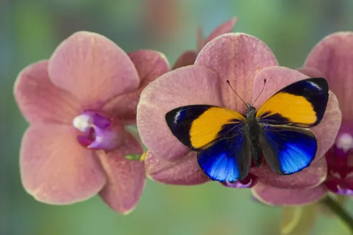 Framed Print : Brush-footed Butterfly, Callithea davisi on orchid Framed Print : Brush-footed Butterfly, Callithea davisi on orchid