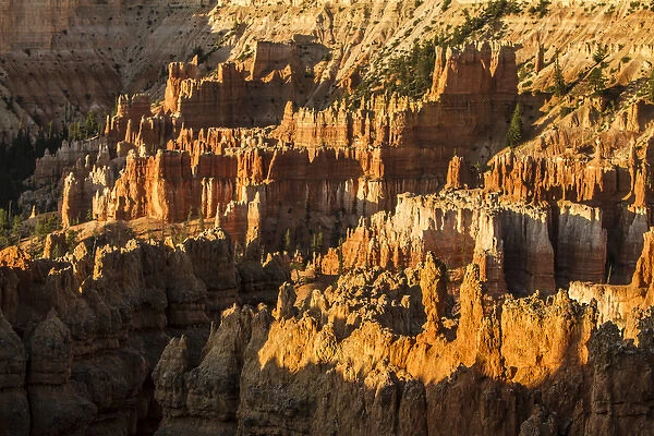 Bryce Canyon National Park, Utah. Golden sunlit wall of Hoodoos