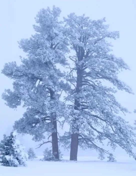 Framed Print : BRYCE CANYON NATIONAL PARK, UTAH. USA. Rime ice-covered ponderosa pines (Pinus ponderosa) in fog Framed Print : BRYCE CANYON NATIONAL PARK, UTAH. USA. Rime ice-covered ponderosa pines (Pinus ponderosa) in fog