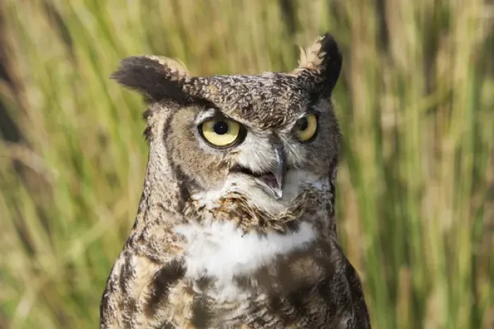 Framed Print : Bubo virginianus, Great Horned Owl, head and shoulder shot Framed Print : Bubo virginianus, Great Horned Owl, head and shoulder shot