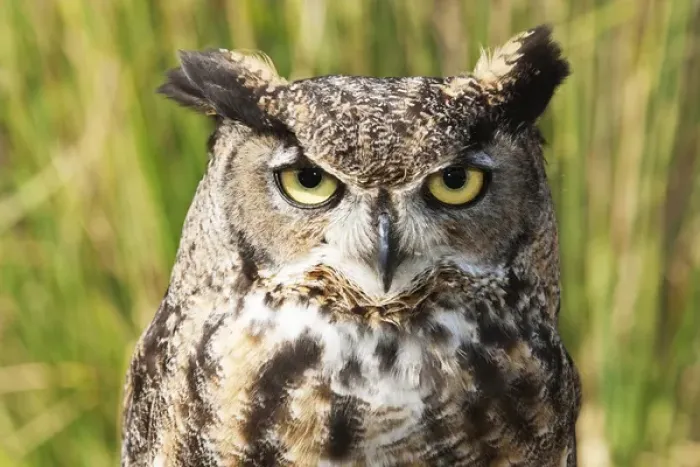 Framed Print : Bubo virginianus, Great Horned Owl, head and shoulder shot Framed Print : Bubo virginianus, Great Horned Owl, head and shoulder shot