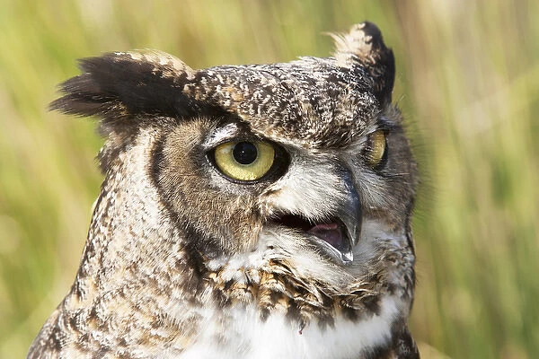 Bubo virginianus, Great Horned Owl, head and shoulder shot