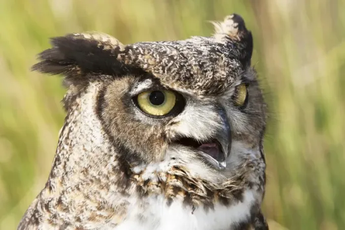 Framed Print : Bubo virginianus, Great Horned Owl, head and shoulder shot Framed Print : Bubo virginianus, Great Horned Owl, head and shoulder shot