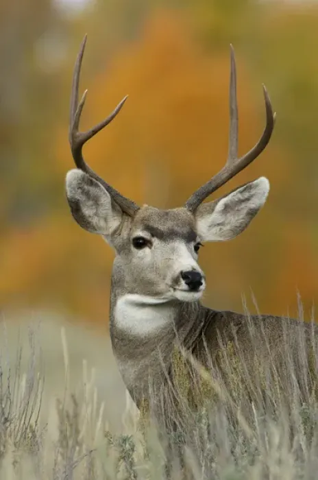 Framed Print : buck, Grand Teton NP, Wyoming, September 2005