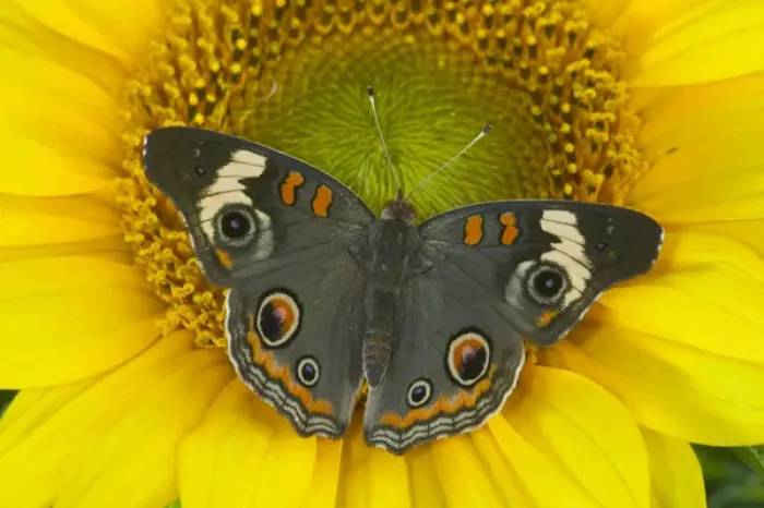 Framed Print : Buckeye Butterfly