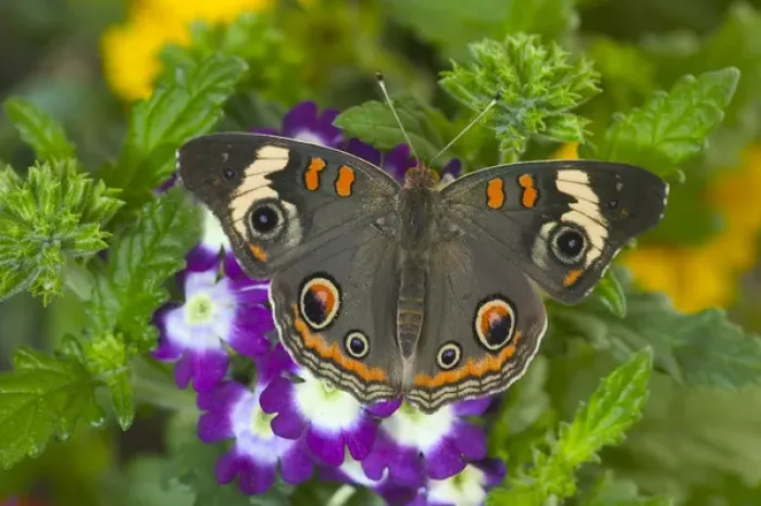 Framed Print : Buckeye Butterfly
