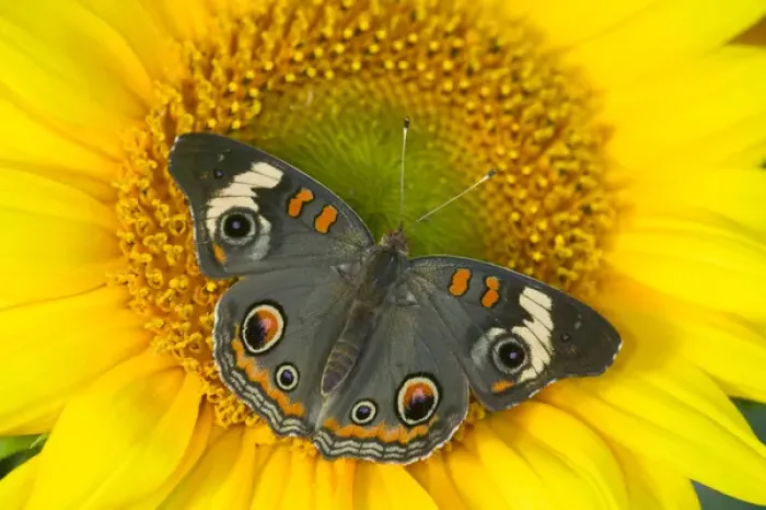 Framed Print : Buckeye Butterfly Framed Print : Buckeye Butterfly