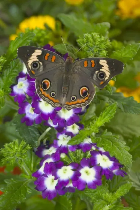 Framed Print : Buckeye Butterfly