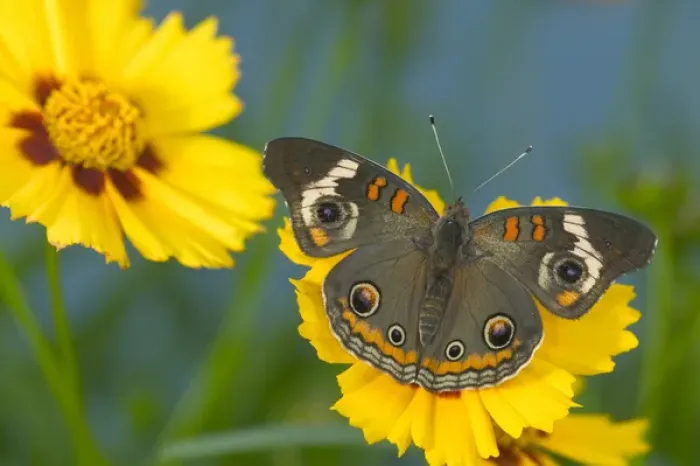 Framed Print : Buckeye Butterfly
