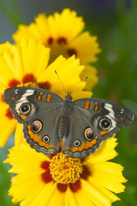 Framed Print : Buckeye Butterfly with eyespots, Junonia coenia Framed Print : Buckeye Butterfly with eyespots, Junonia coenia