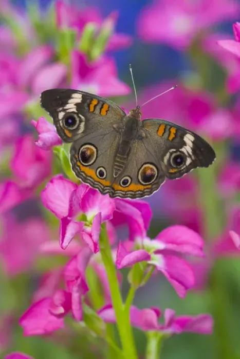 Framed Print : Buckeye Butterfly with eyespots, Junonia coenia Framed Print : Buckeye Butterfly with eyespots, Junonia coenia