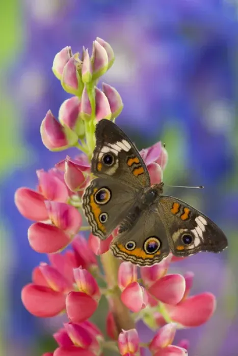 Framed Print : Buckeye Butterfly with eyespots, Junonia coenia Framed Print : Buckeye Butterfly with eyespots, Junonia coenia