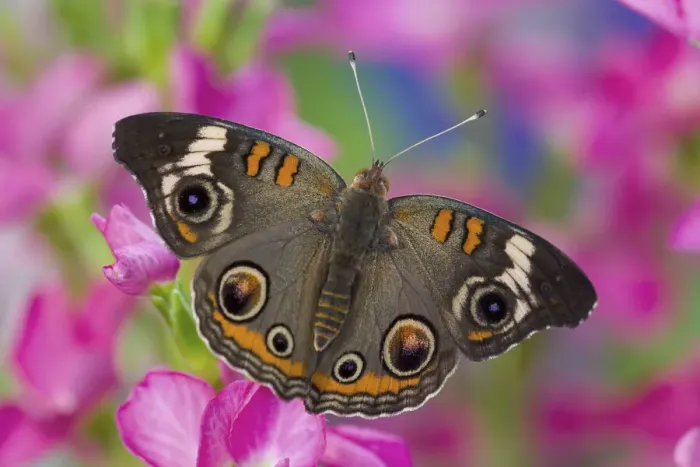 Framed Print : Buckeye Butterfly on pink flower. Sammamish, Washington State