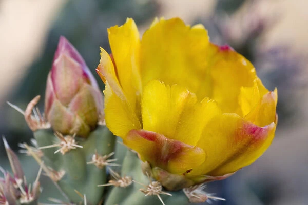 Buckhorn Cholla Cactus Flower, Cylindropuntia acanthocarpa, Sonoran Desert, Bureau