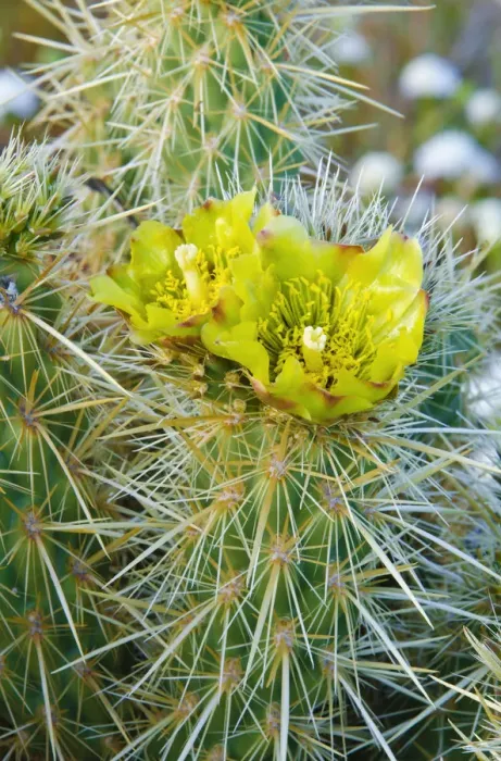 Framed Print : Buckhorn Cholla flower (Cylindropuntia acanthocarpa), Anza-Borrego Desert State Park Framed Print : Buckhorn Cholla flower (Cylindropuntia acanthocarpa), Anza-Borrego Desert State Park