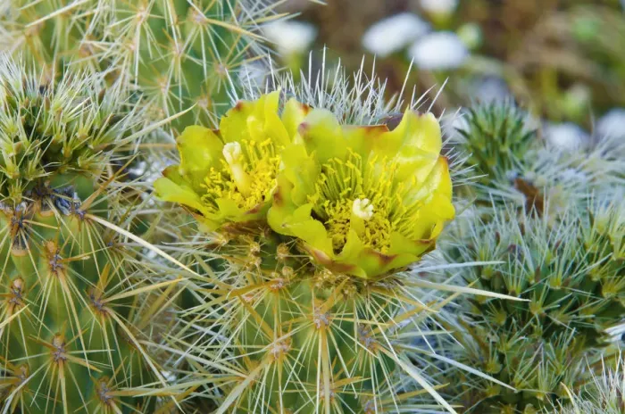 Framed Print : Buckhorn Cholla flower (Cylindropuntia acanthocarpa), Anza-Borrego Desert State Park