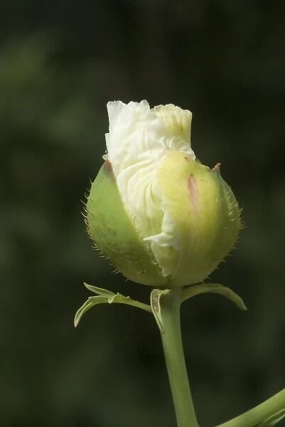 A bud of the californian tree poppy ready to burst open