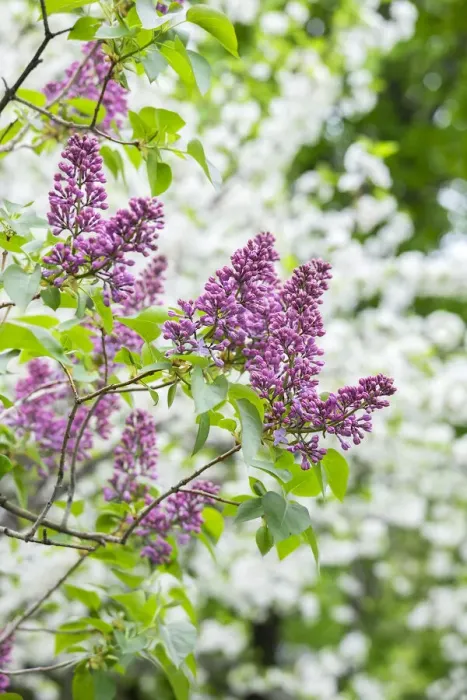 Framed Print : Budding lilac bush, USA Framed Print : Budding lilac bush, USA