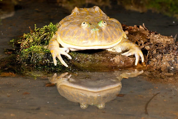 Budgetts Frog, Lepidobatrachus asper, Native to Primarily Peru, Habitat: Mainly