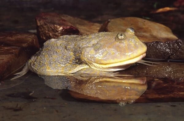 Budgetts Frog, Lepidobatrachus asper, Native to Paraguay
