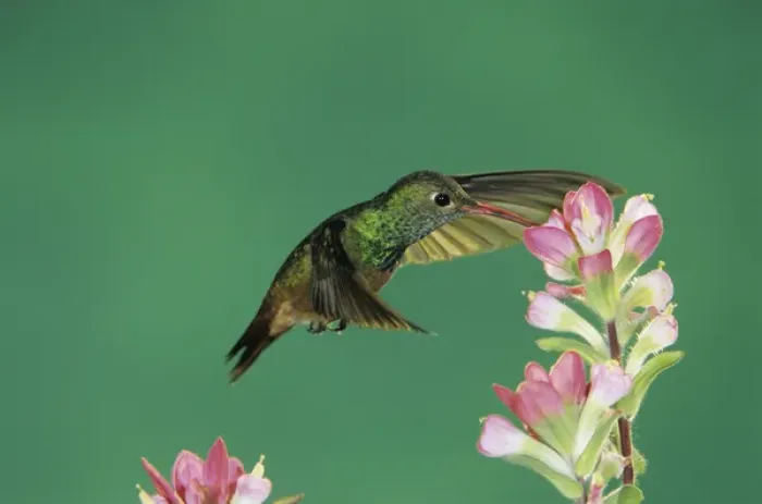 Framed Print : Buff-bellied Hummingbird, Amazilia yucatanenensis, adult feeding on Indian Paintbrush Framed Print : Buff-bellied Hummingbird, Amazilia yucatanenensis, adult feeding on Indian Paintbrush