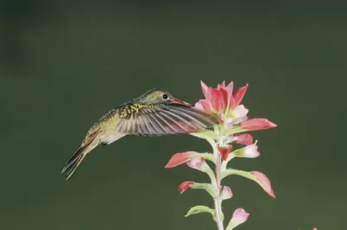 Framed Print : Buff-bellied Hummingbird, Amazilia yucatanenensis, adult feeding on Indian Paintbrush Framed Print : Buff-bellied Hummingbird, Amazilia yucatanenensis, adult feeding on Indian Paintbrush
