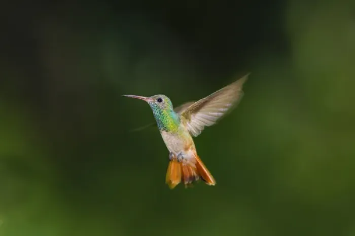 Framed Print : Buff-bellied Hummingbird (Amazilia yucatanensis) in flight