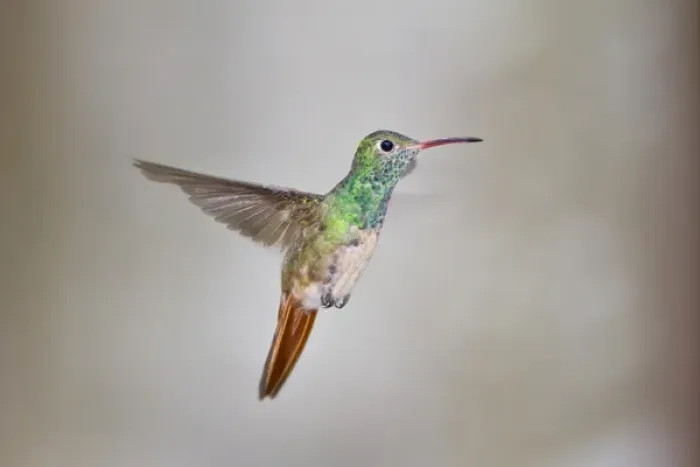 Framed Print : Buff-bellied Hummingbird (Amazilia yucatanensis) hovering in flight Framed Print : Buff-bellied Hummingbird (Amazilia yucatanensis) hovering in flight
